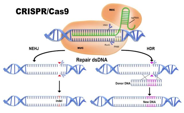 你可能不相信,crispr基因编辑科普第一人,其实是王力宏