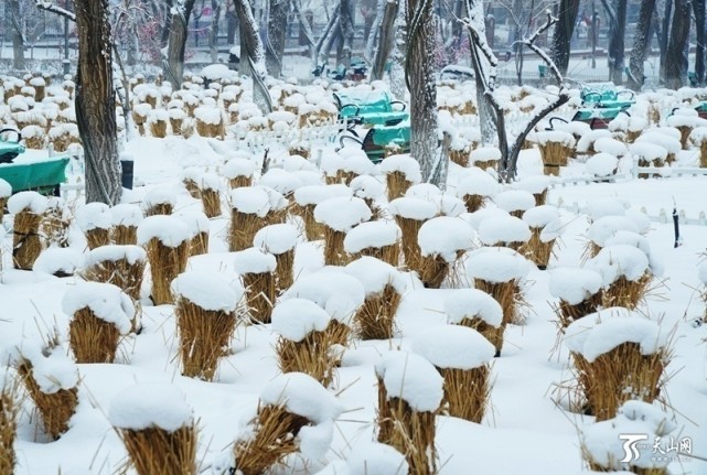 新年第一場雪雪中的烏魯木齊美如畫