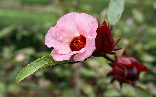 腾讯内容开放平台