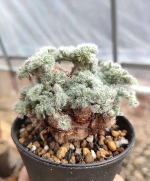 神奇的羽叶洋葵长的像白蒿3年前一棵上千3年后80一棵