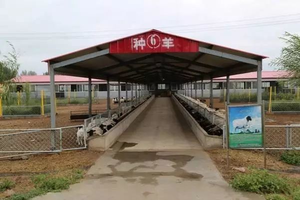 便於下雨排水,羊舍面積不大;雙坡式,有些像農村居民的住房,屋頂向兩面