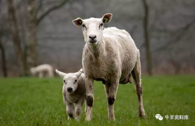 养羊场投资多少钱?养20、50、100只羊