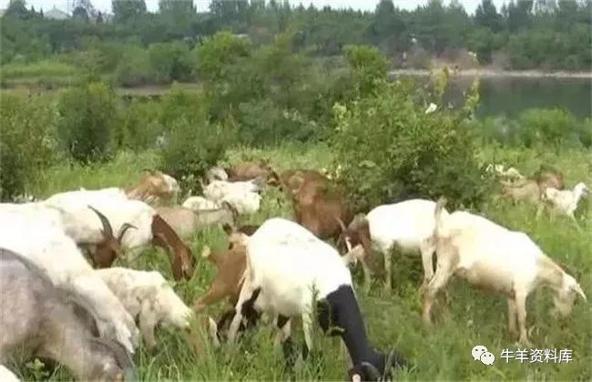 养羊场投资多少钱?养20、50、100只羊