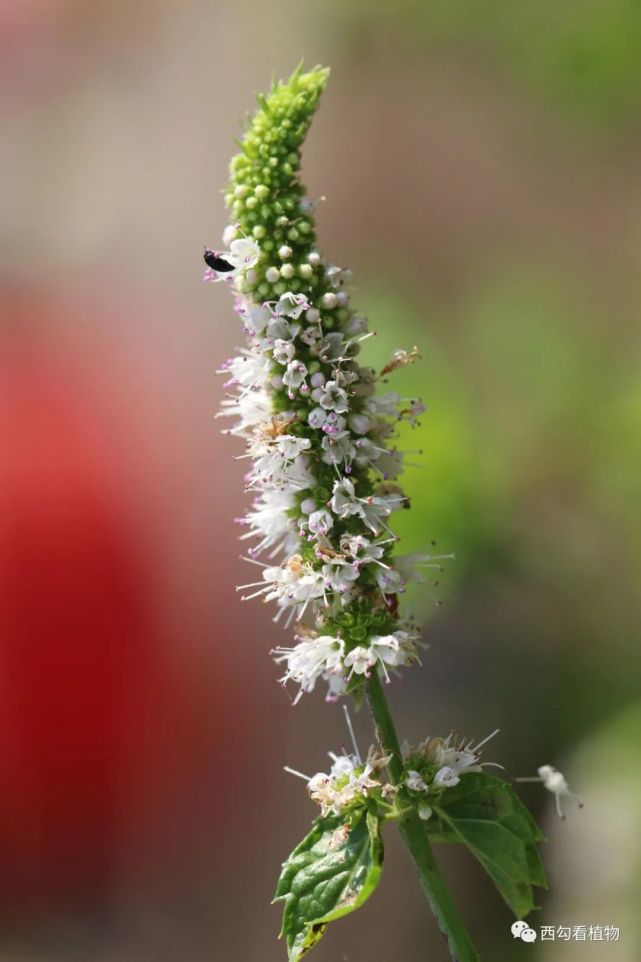 皱叶留兰香menthacrispata