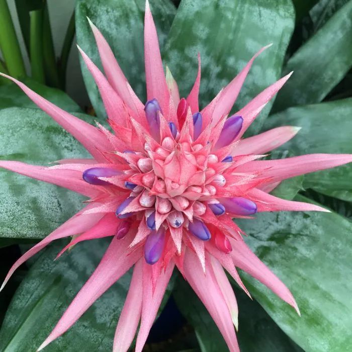 花市买的观赏凤梨开一次花就枯萎,但有方法繁殖,可促进侧芽开花