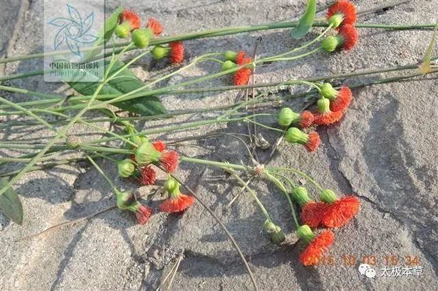 止血丹,见过吗?散毒,行血.外用治蛇咬伤