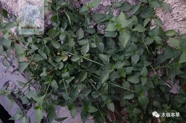 狗肝菜见过吗清热凉血利湿解毒治肺热咳嗽咽喉肿痛带状疱疹
