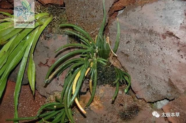 岩葱见过吗散瘀止血外用治骨折外伤出血