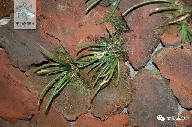 岩葱见过吗散瘀止血外用治骨折外伤出血