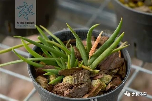 岩葱见过吗散瘀止血外用治骨折外伤出血