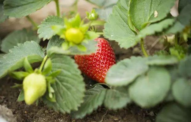 草莓开花结果期用什么肥料比较好 草莓结果施什么肥 追肥用矿源黄腐酸钾怎么样 广而告之 191农资人