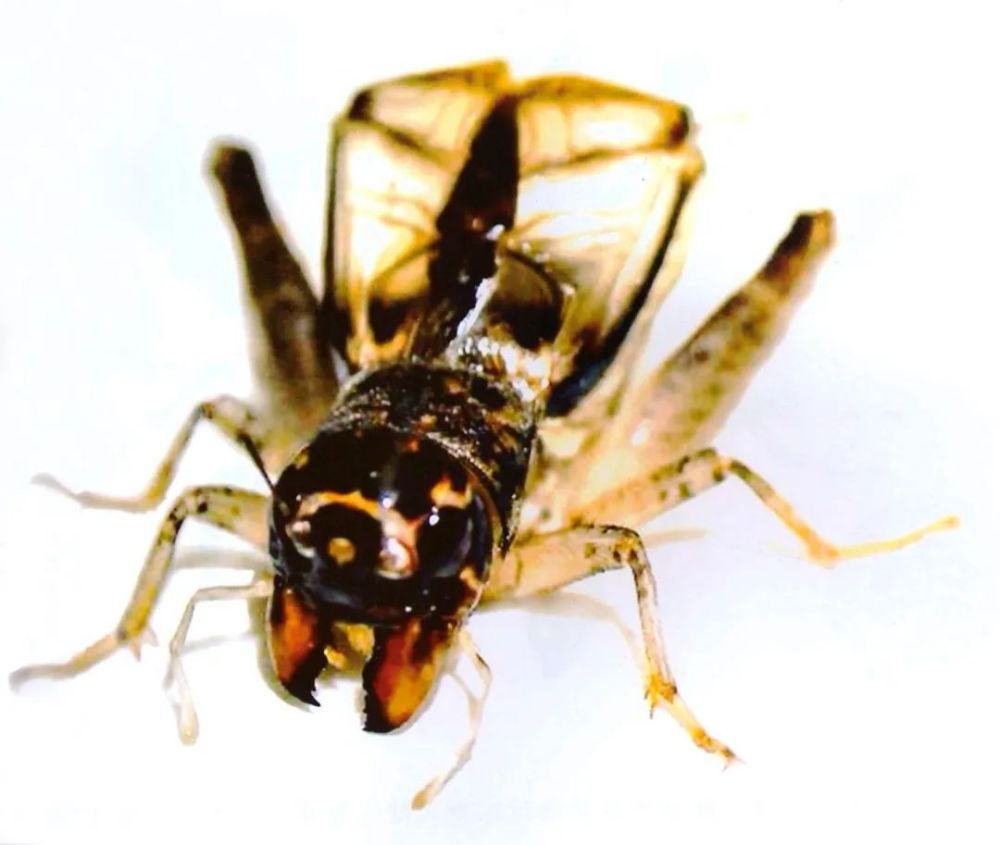 蟋蟀鉴赏10上峰紫翅