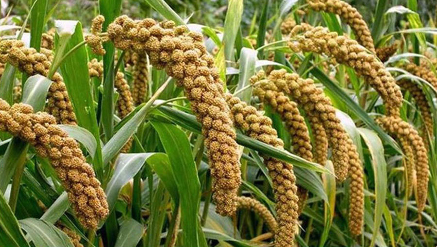 大黄米和黄小米有啥区别蒸年糕用哪种差别很大别选错