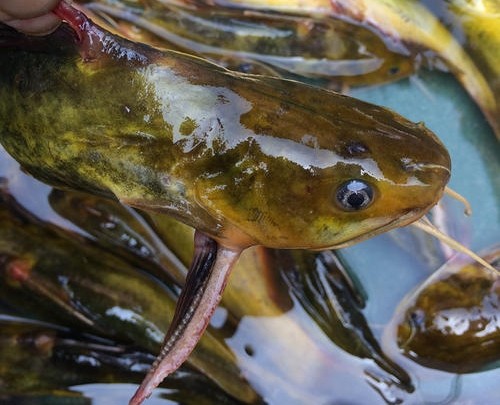 市场上售卖的黄辣丁百分之九十九都是饲养的,要买到野生黄辣丁,基本就
