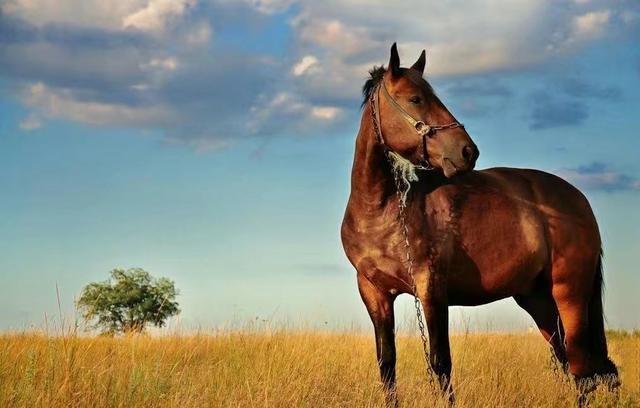 唐代:李白《紫骝马》在我国古代马也是一种精神上的象征,时至今日多少