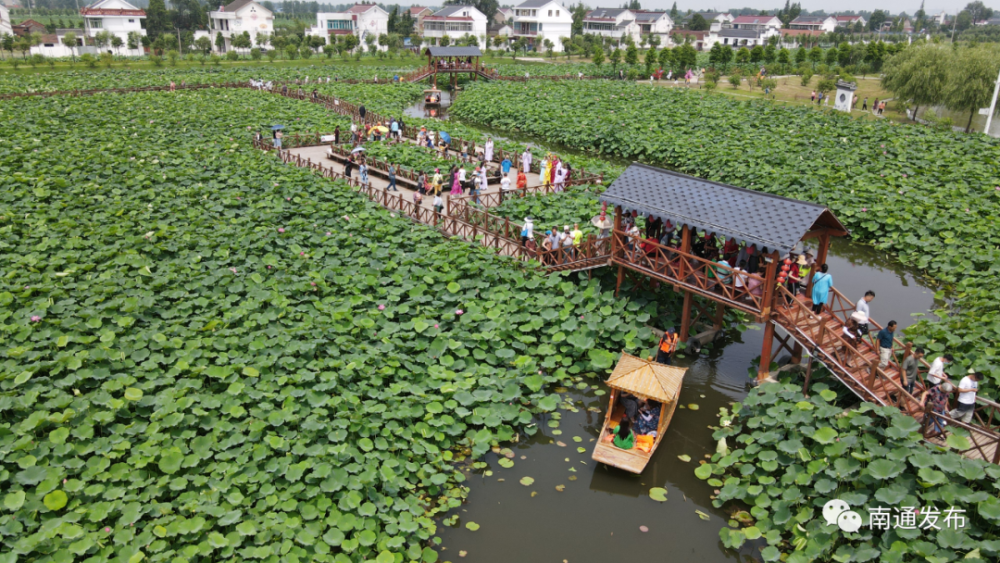 平园池村藕池庄以"荷塘月色"为主题,以特色农产品,花卉盆景,水产品等
