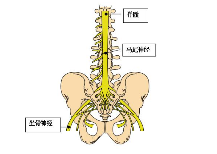 脊髓马尾位置示意图图片