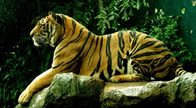 虎虎虎 揭秘1974年属虎人的毕生寿命 过了46岁后属于什么命 腾讯新闻