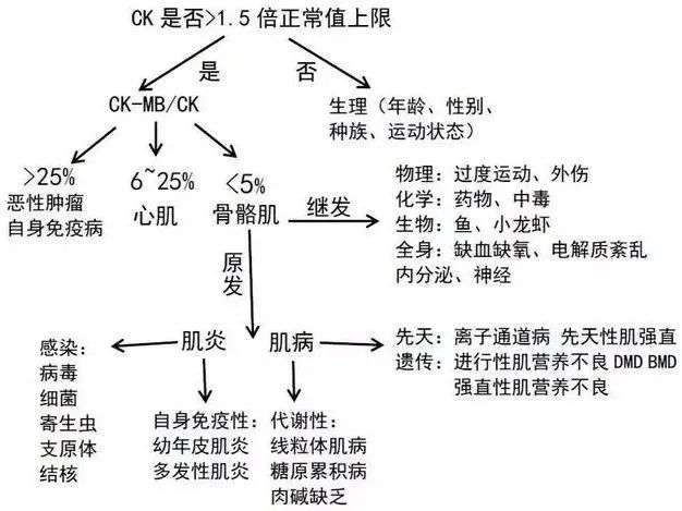 肌酸激酶升高的那点事 腾讯新闻
