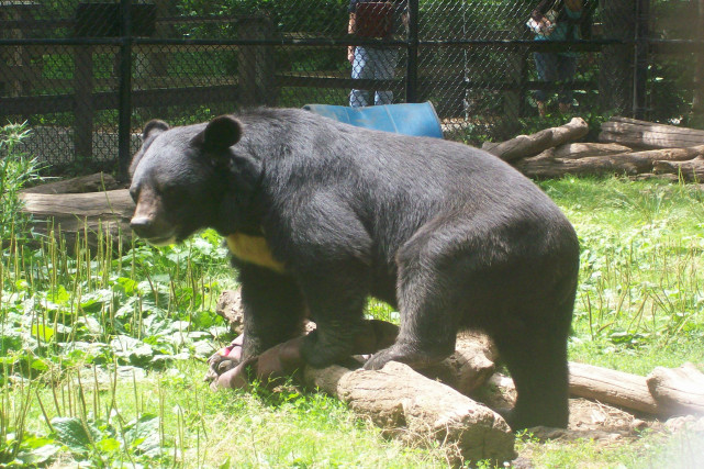 亞洲黑熊|野生動物園