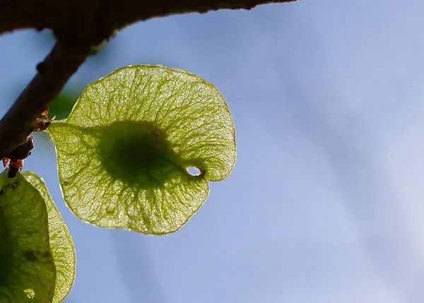心灵奇旅中启发22号灵魂火花的是什么植物果实