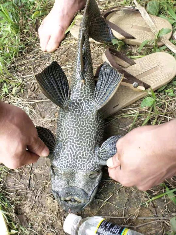 釣到後就地掩埋掛在樹上曬死這樣做能消滅清道夫嗎