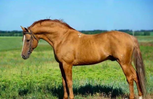马种百科 金色战马 顿河马 顿河 顿河马 俄罗斯 山丹军马场 哥萨克 苏联