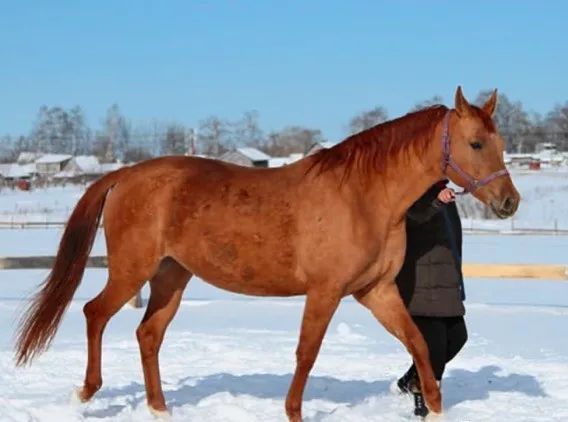 马种百科:金色战马——顿河马