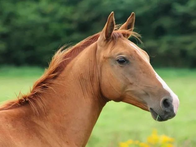 马种百科:金色战马——顿河马