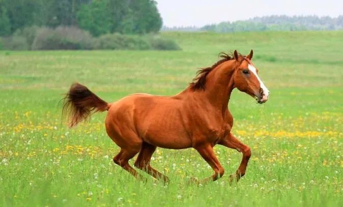 马种百科金色战马顿河马