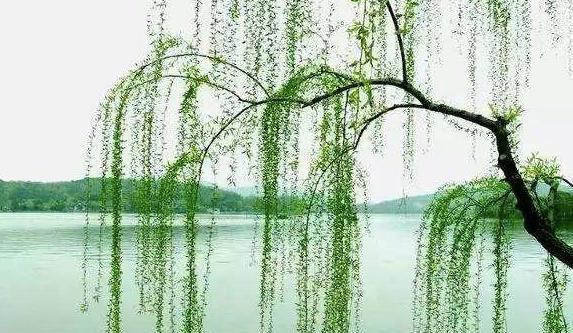 比如松柏,就赋予了坚贞,生命力强的寓意.