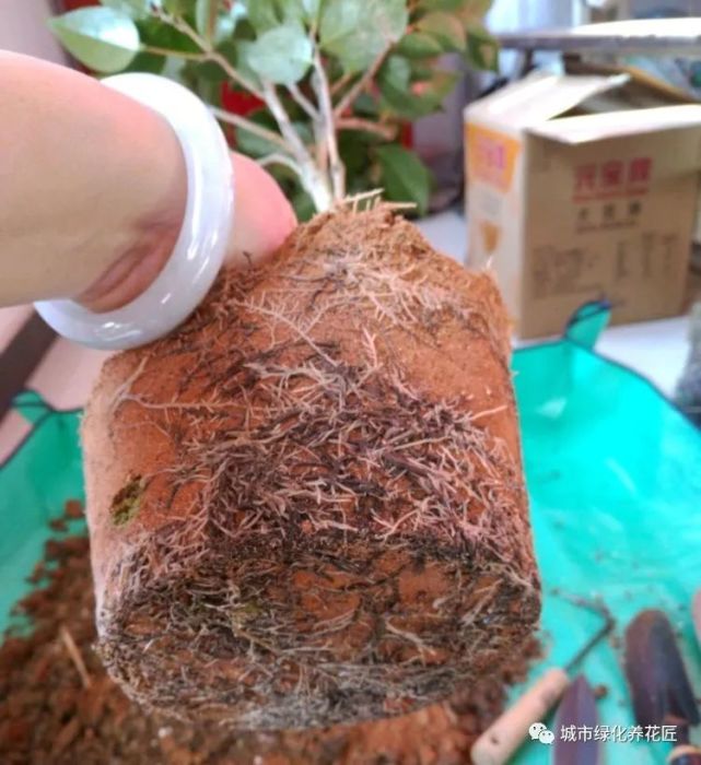 第一次网购茶花盆栽 黑毛根 比 白毛根 多 有毛病吗 腾讯网