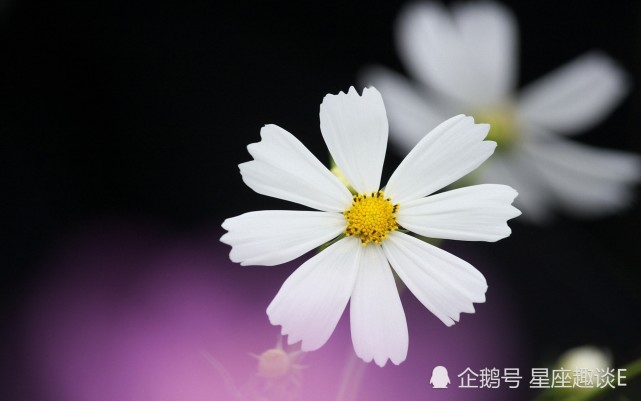 1月4日星座运势 迈过坎坷 蒸蒸日上的四大星座 白羊座 巨蟹座 天蝎座 双鱼座 星座 星座运势