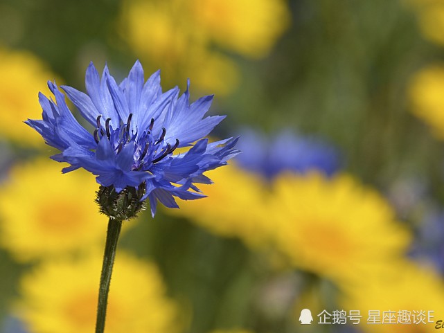 1月4日星座运势 迈过坎坷 蒸蒸日上的四大星座 星座运势 白羊座 巨蟹座 天蝎座 双鱼座 星座