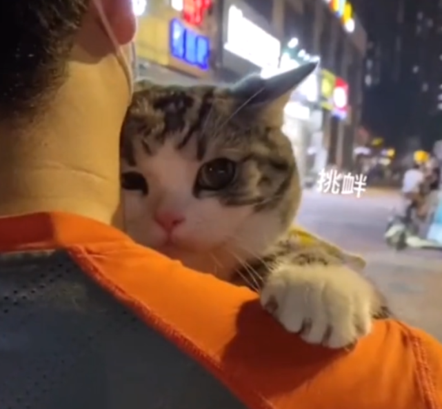 粘人的猫咪果然都是小妖精,嗲嗲的喵叫声,柔软的身子,以及那撒娇的