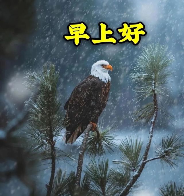 2021冬天最美鲜花早安图片带字带祝福语 冬天早上好问候祝福图片鲜花