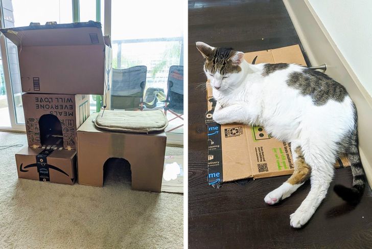 费了半天劲儿用纸箱给猫主子搭个玩具房,却禁不住它的一躺『看到一个