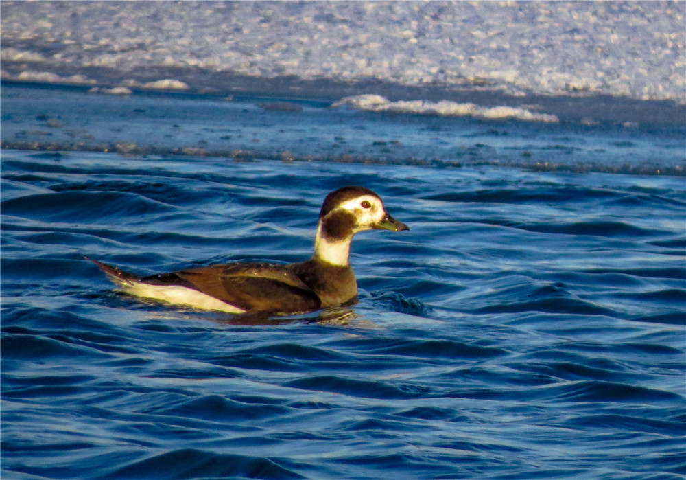 宁夏首次记录长尾鸭