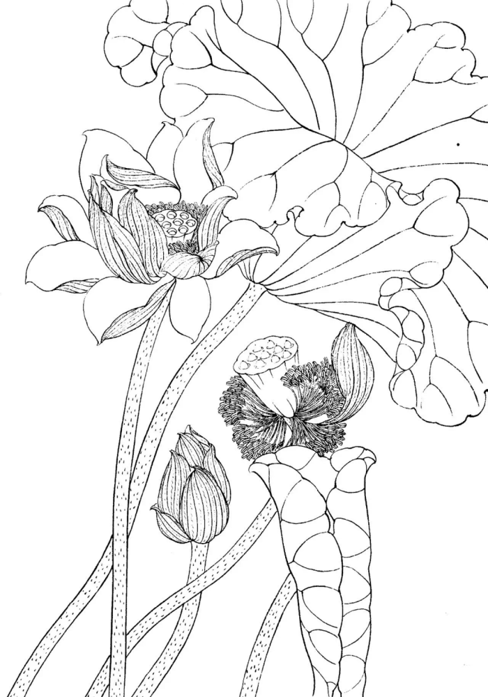 书画联盟丨国画教程:白描荷花技法