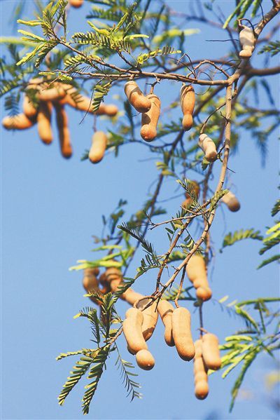 酸豆树果实图片
