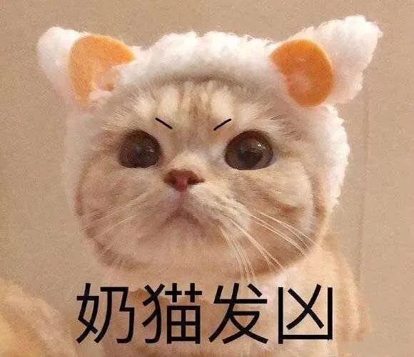 表情包奶猫发凶