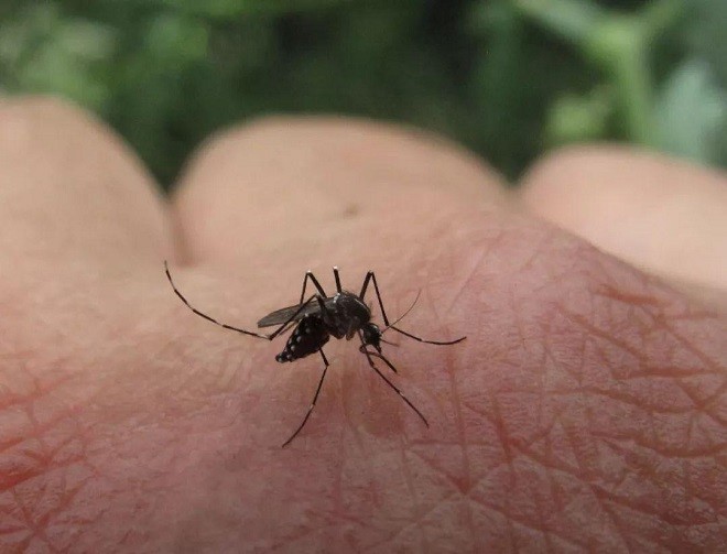 花蚊子来到中国不到50年但人们已无法乘凉它是何方神圣