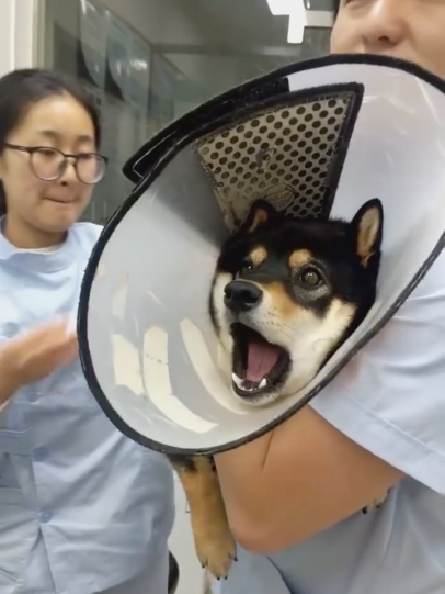 忽悠狗子打针,结果它全程无反应,医生吐槽说