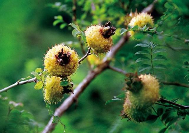 被称为维c之王保健及药用价值较高怪不得卖50元一斤呢