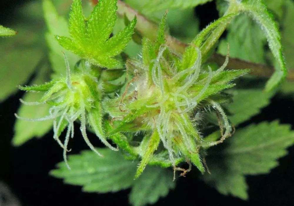 割人藤(葎草)有什么功效吗?