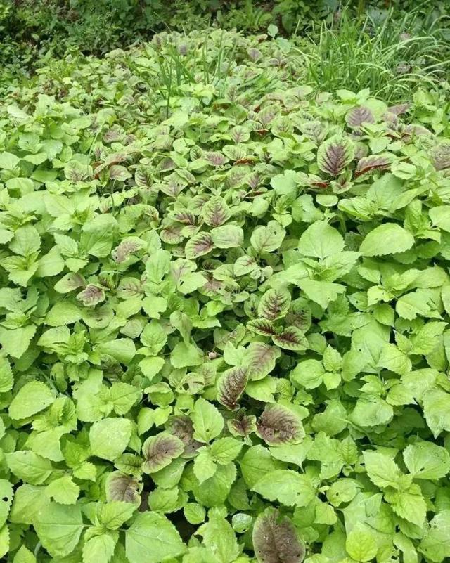 三十二,芭蕉玉三十三,野芫荽三十四,豌豆尖三十五,桑花三十六,香椿三