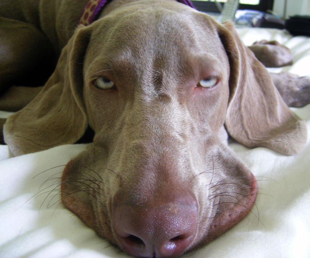 宿醉喝高生无可恋的搞笑动物像不像新年第一天开工的你