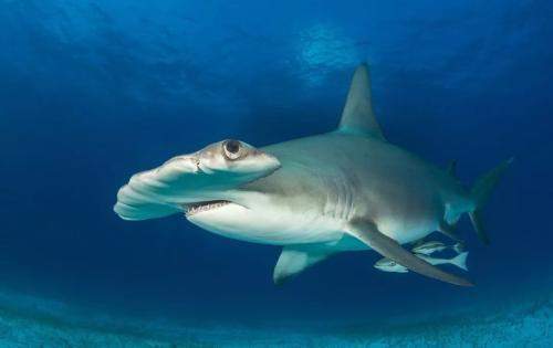 捕鱼达人的锤头鲨,居然能够无性生殖,不用受精也能受孕