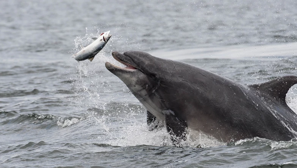 跨种族爱情经常上演,创造一头又一头鲸豚兽_腾讯新闻