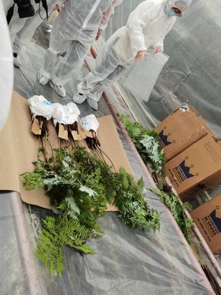 新西兰国花银蕨又抵达上海崇明,将在今年5月开幕的第十届中国花博会上